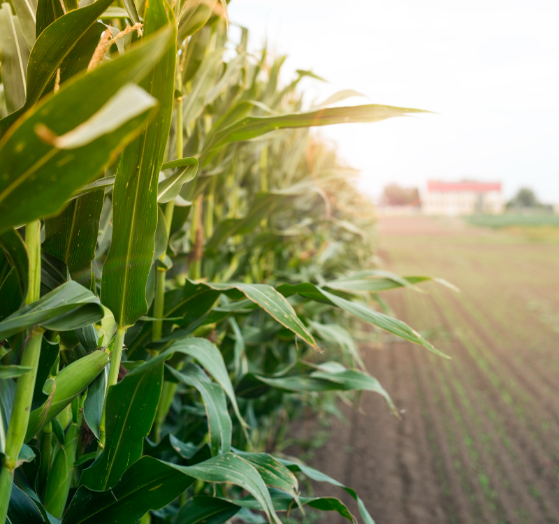 valores-agroforestal-2